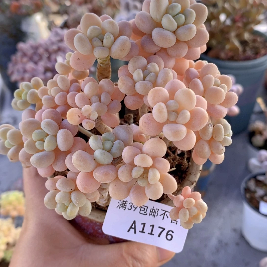 洛可可老桩9cm1176多肉植物