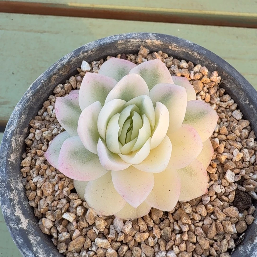 贝瑞锦锦上园艺一物一拍