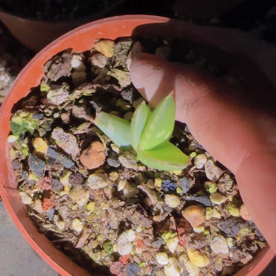 丰块根植物块根植物