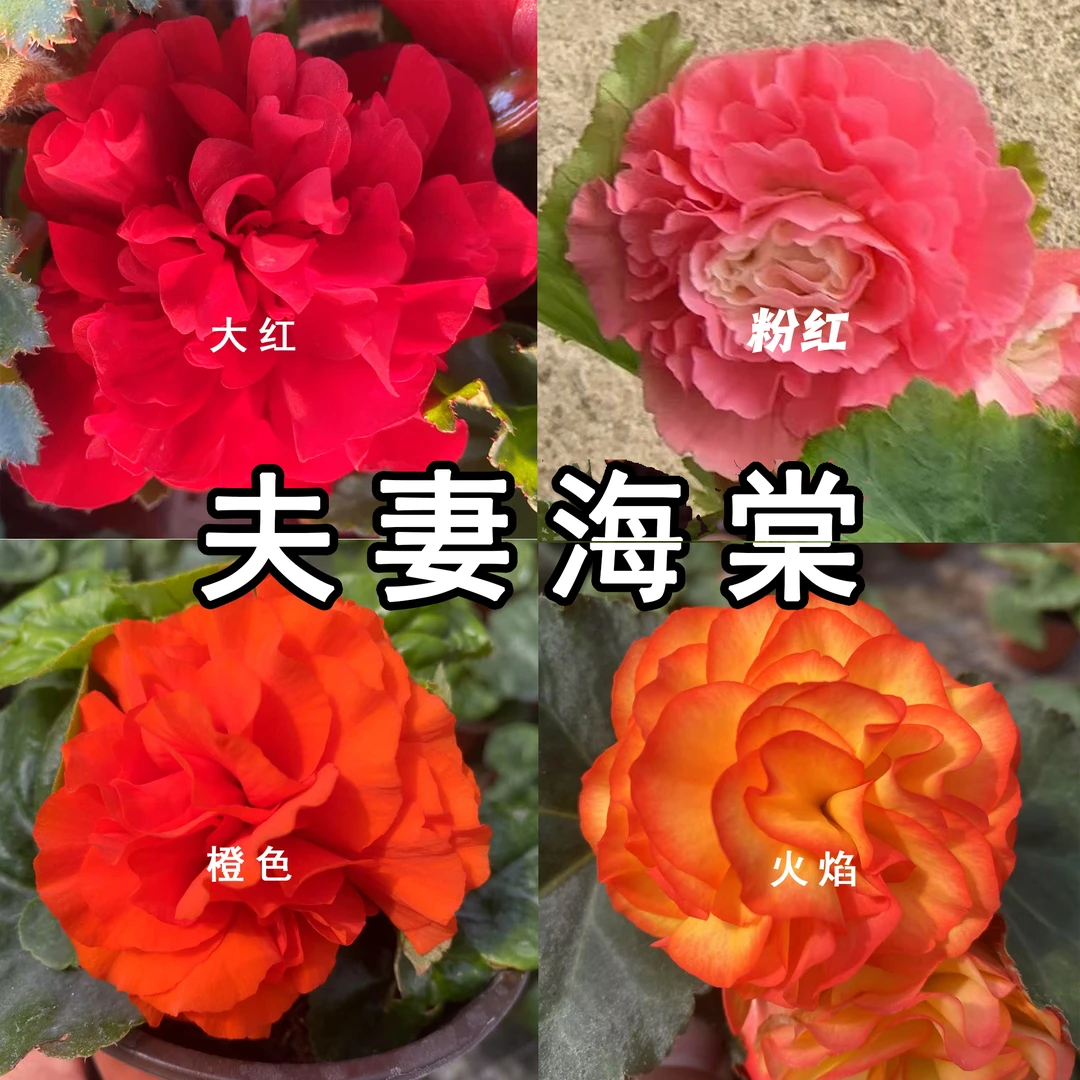 夫妻海棠球根海棠花卉盆栽永恒系列 海棠花