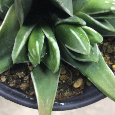 春**雨白折瑞鹤侧牙无根2个