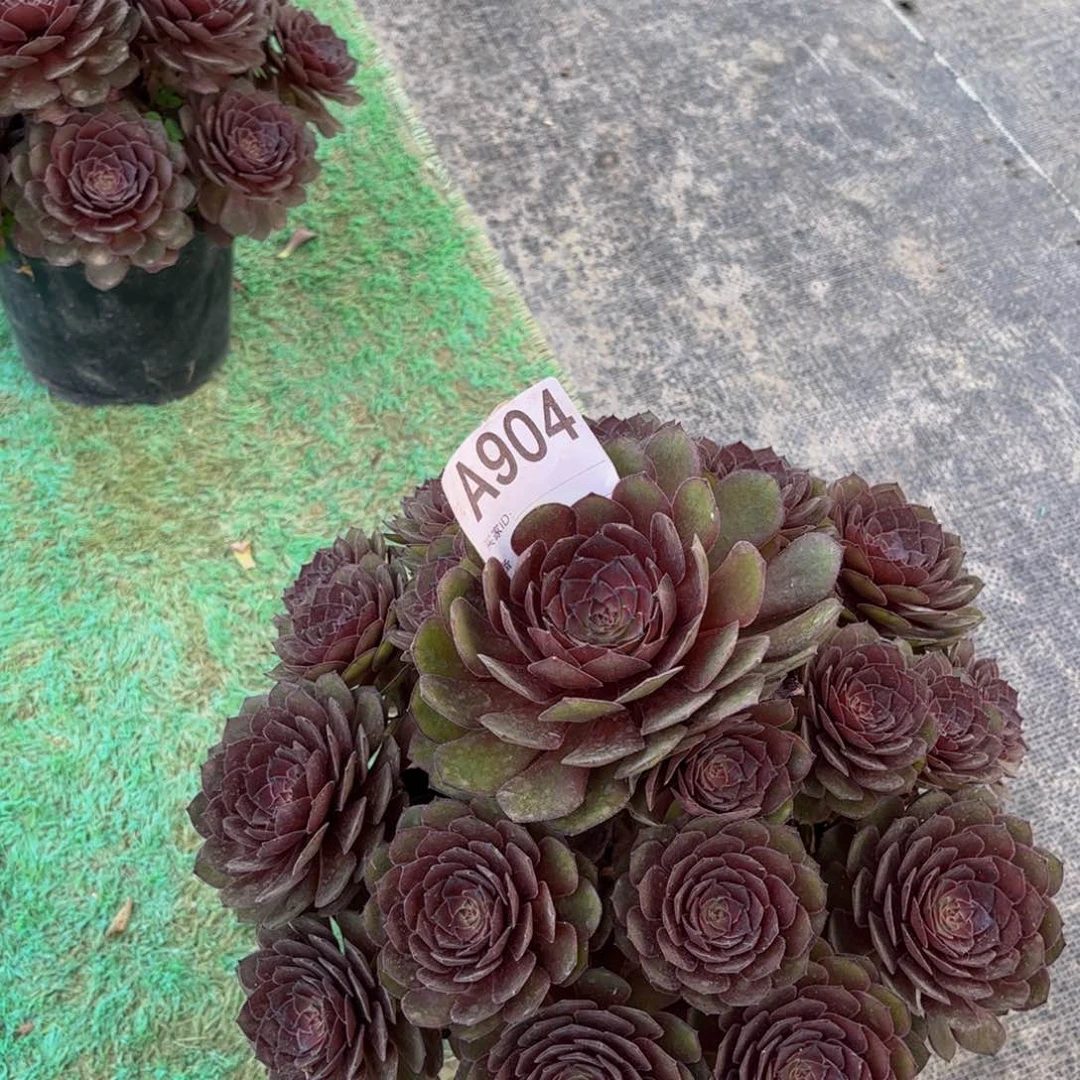 帶土盆红丝绒00000000000904