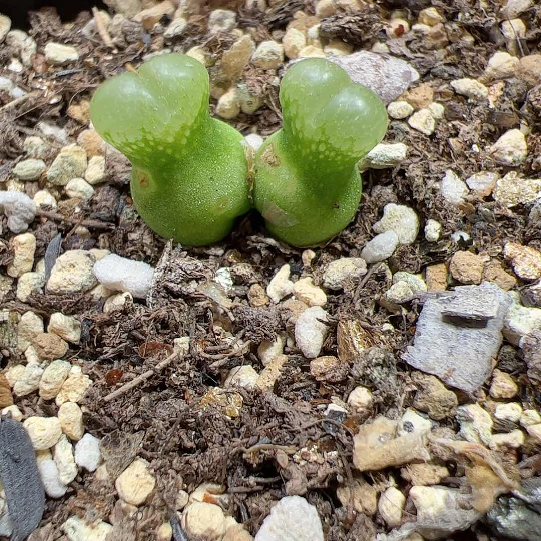 【闪购商品】82 小葫芦 带疤