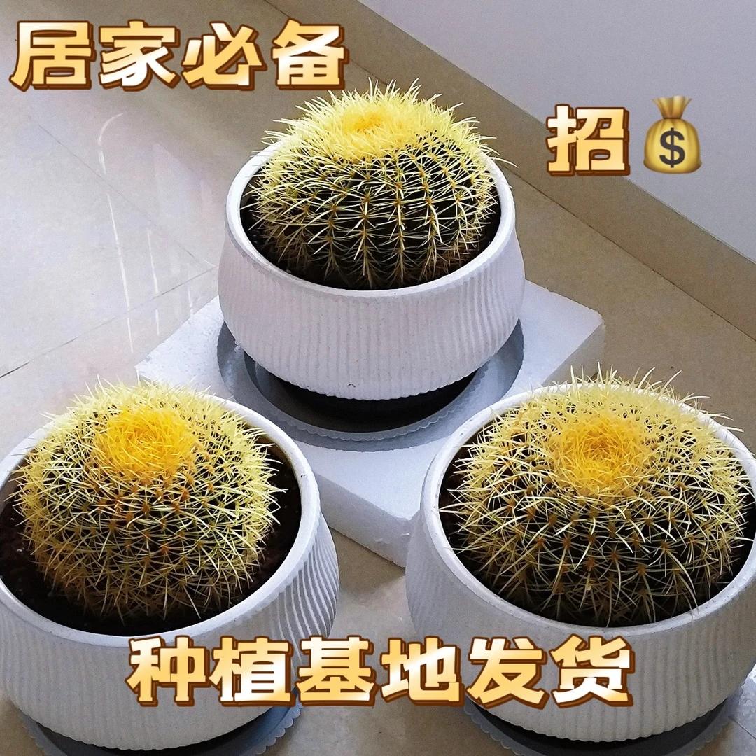 超大开花金虎仙人球多肉精品大型金琥仙人球除甲醛净化空气仙人掌