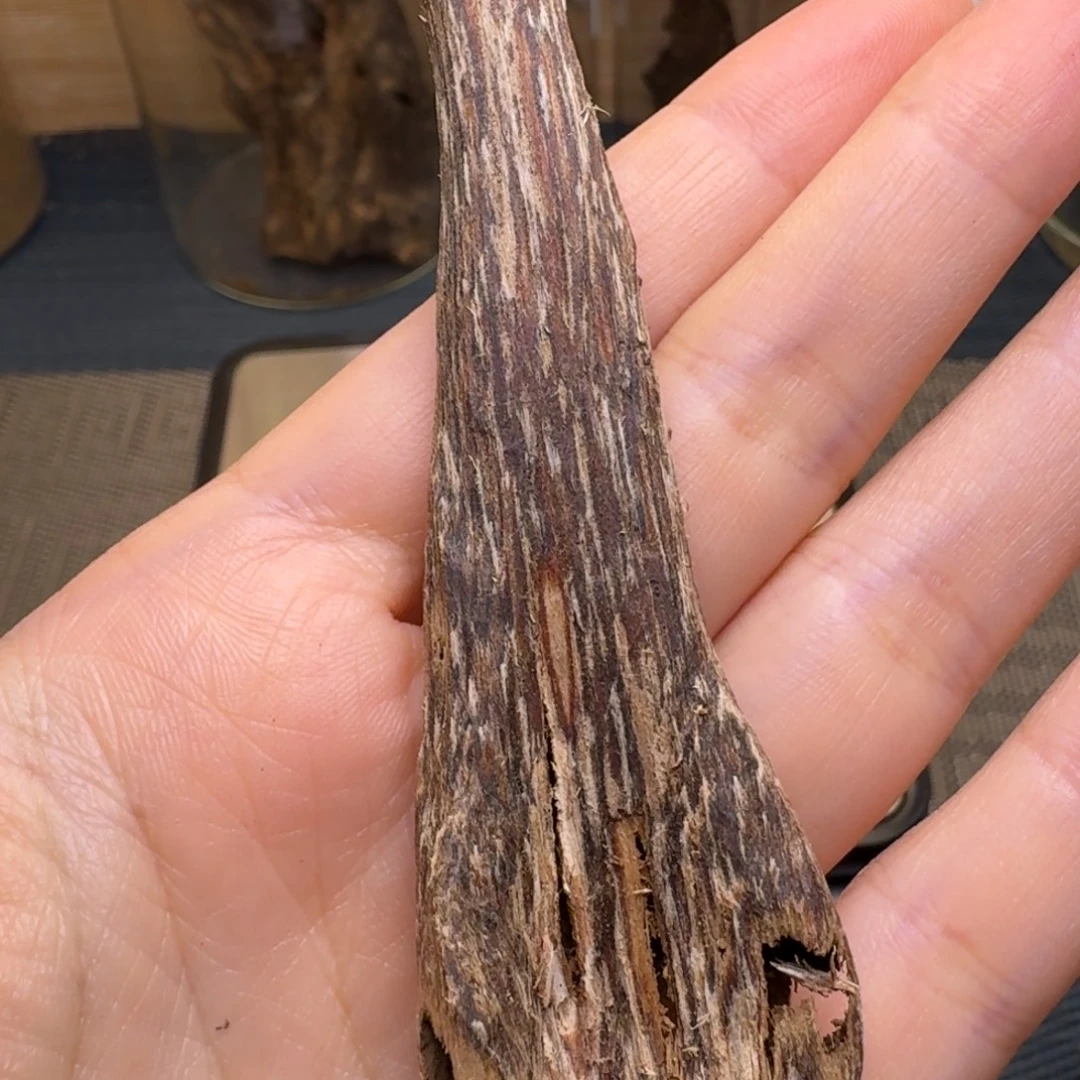 辣***张木海南莺歌岭虫漏1克