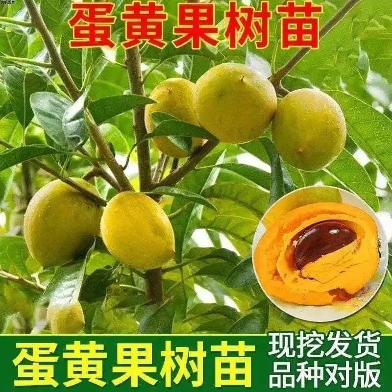 耀堂仙桃苗 正宗蛋黄果苗树苗带果发货鸡蛋果苗四季种植当年结果