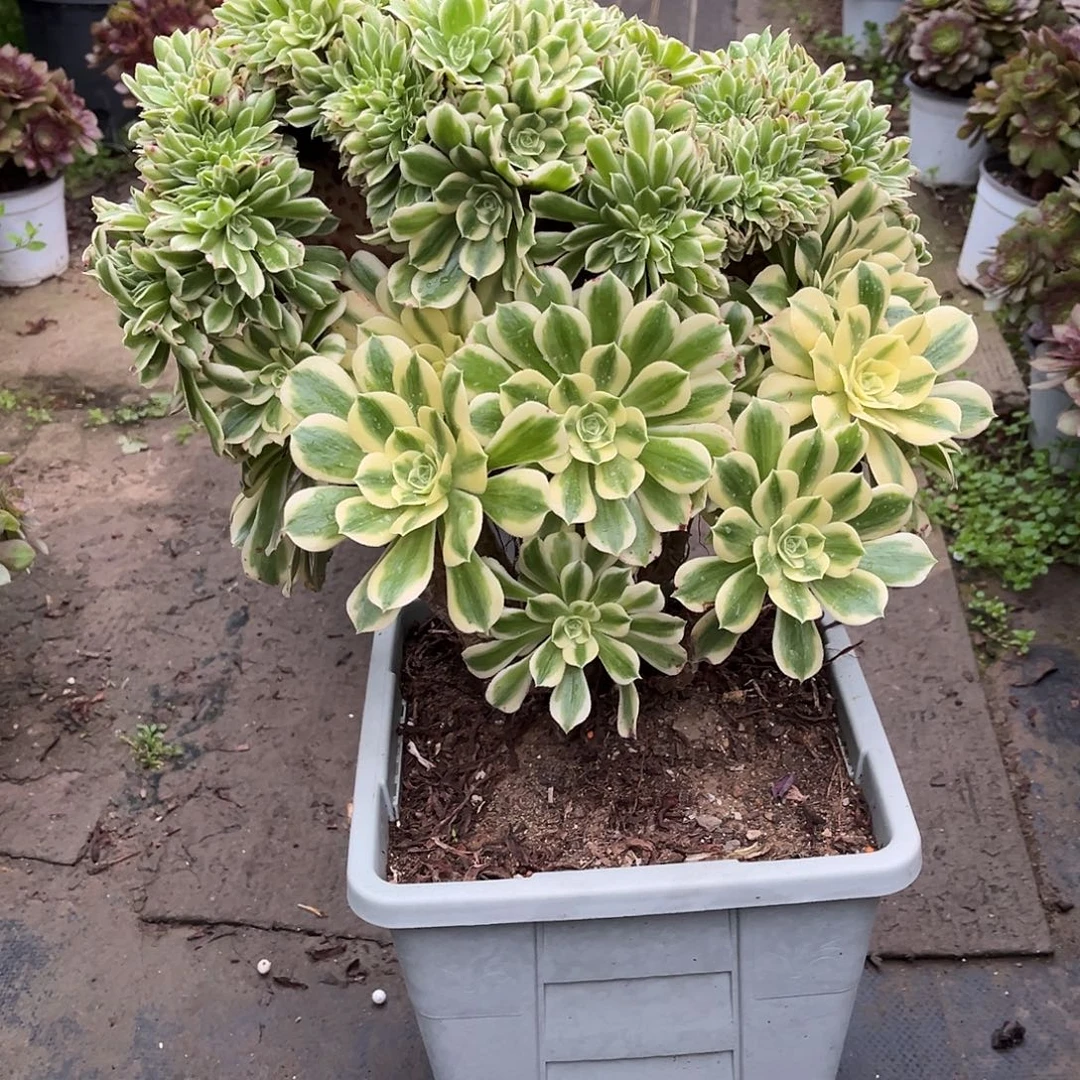 迈巴赫缀漂亮漂亮