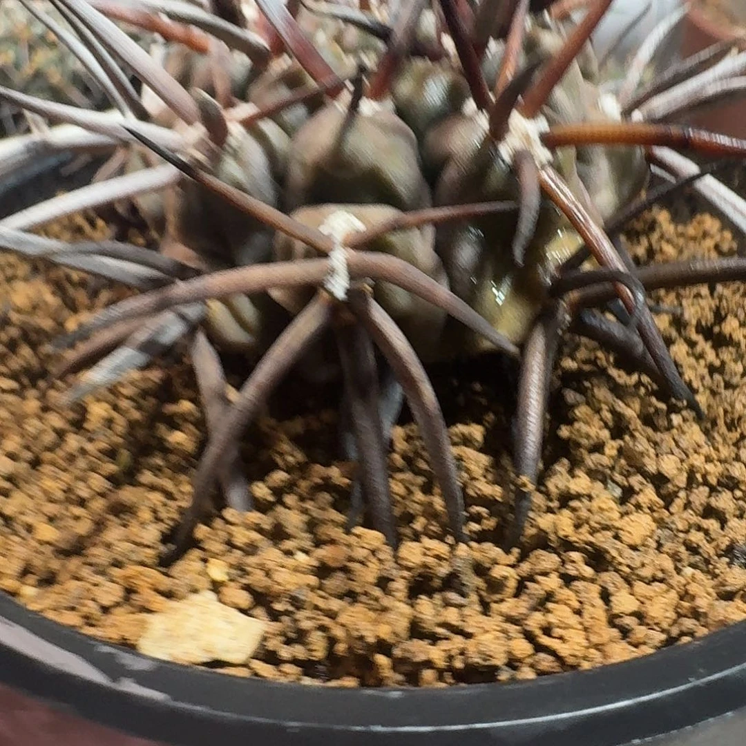 自根守金摩天龙仙人球