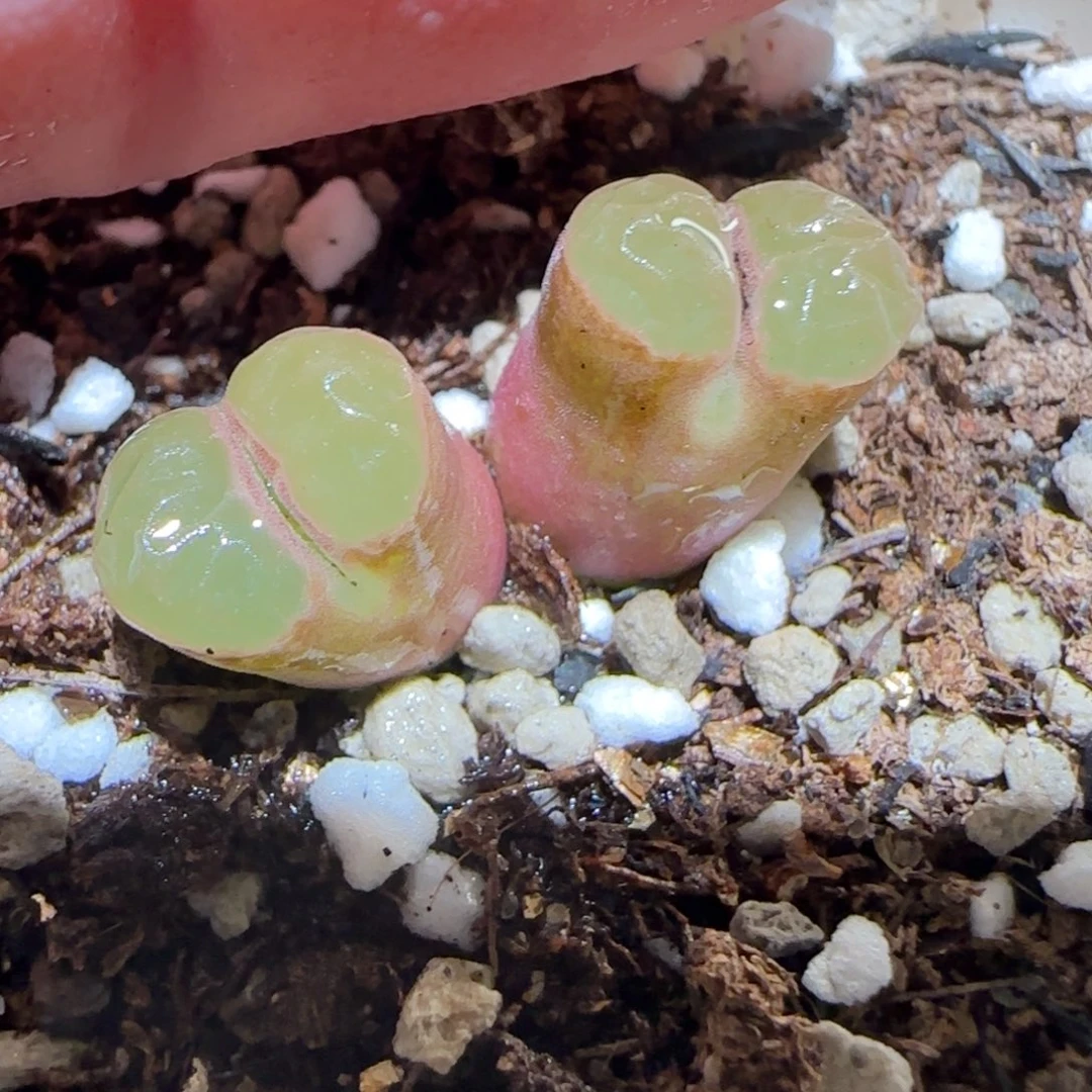 肉锥多肉植物百科-磁铁162