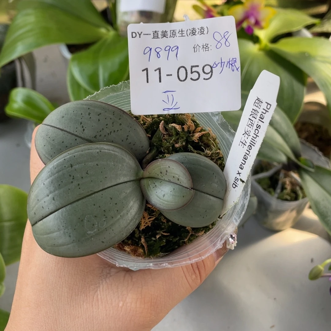 当前无花栽培后可以开花（亚亚专拍）超银西兄弟交