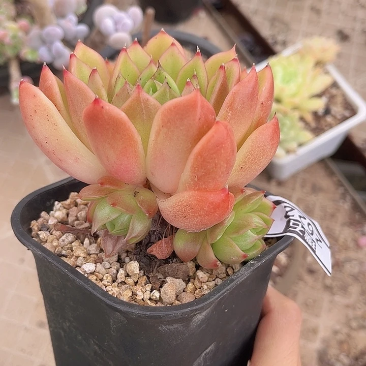 白玫瑰2622多肉植物