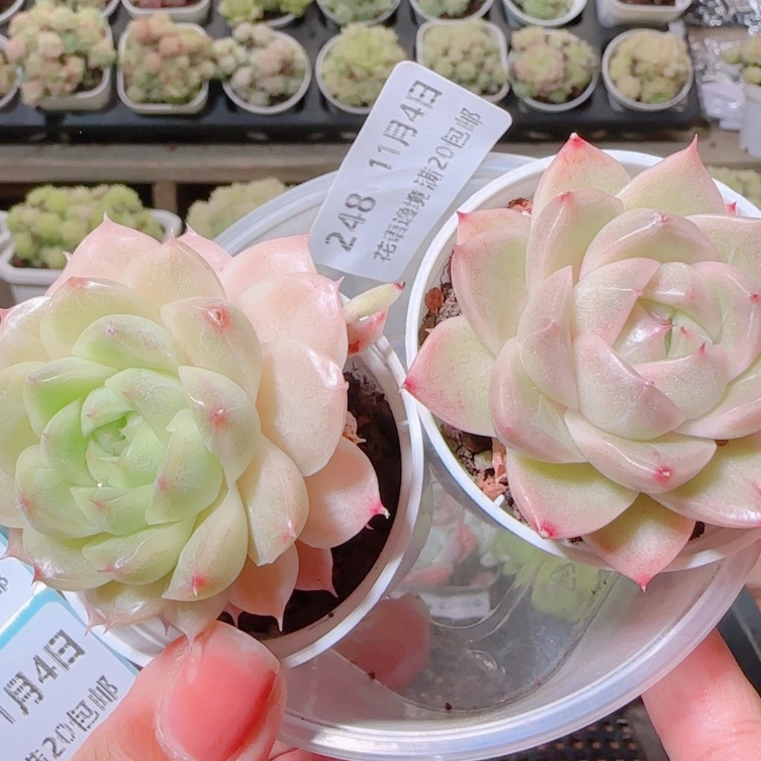 花语逸镜1104-248两个开播福利