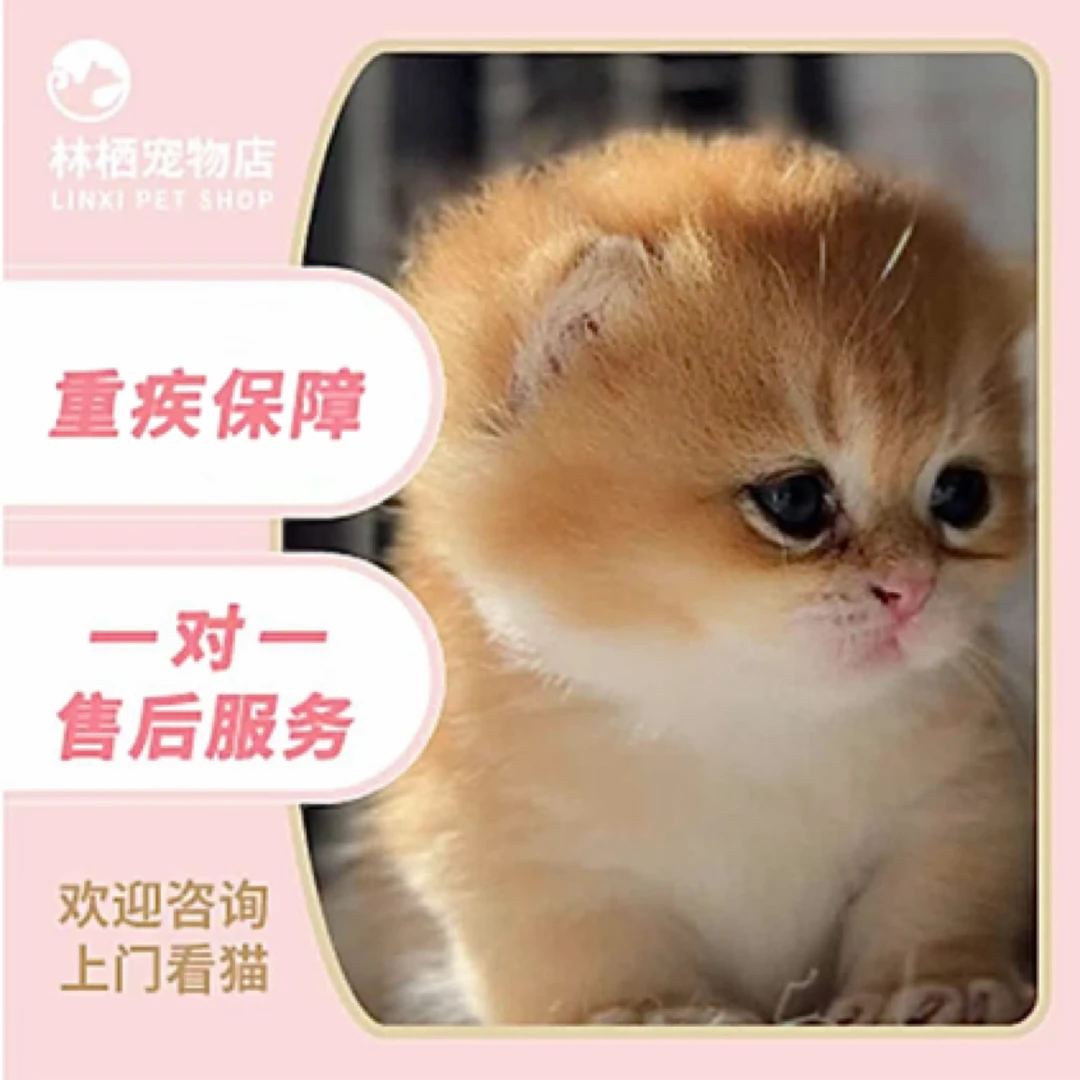 宠物猫英短幼猫小猫金渐层银渐层曼基康拿破仑布偶蓝金渐层
