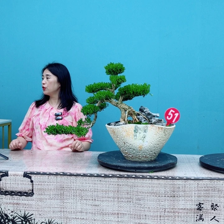 无花朵广东雀舌黄杨盆景