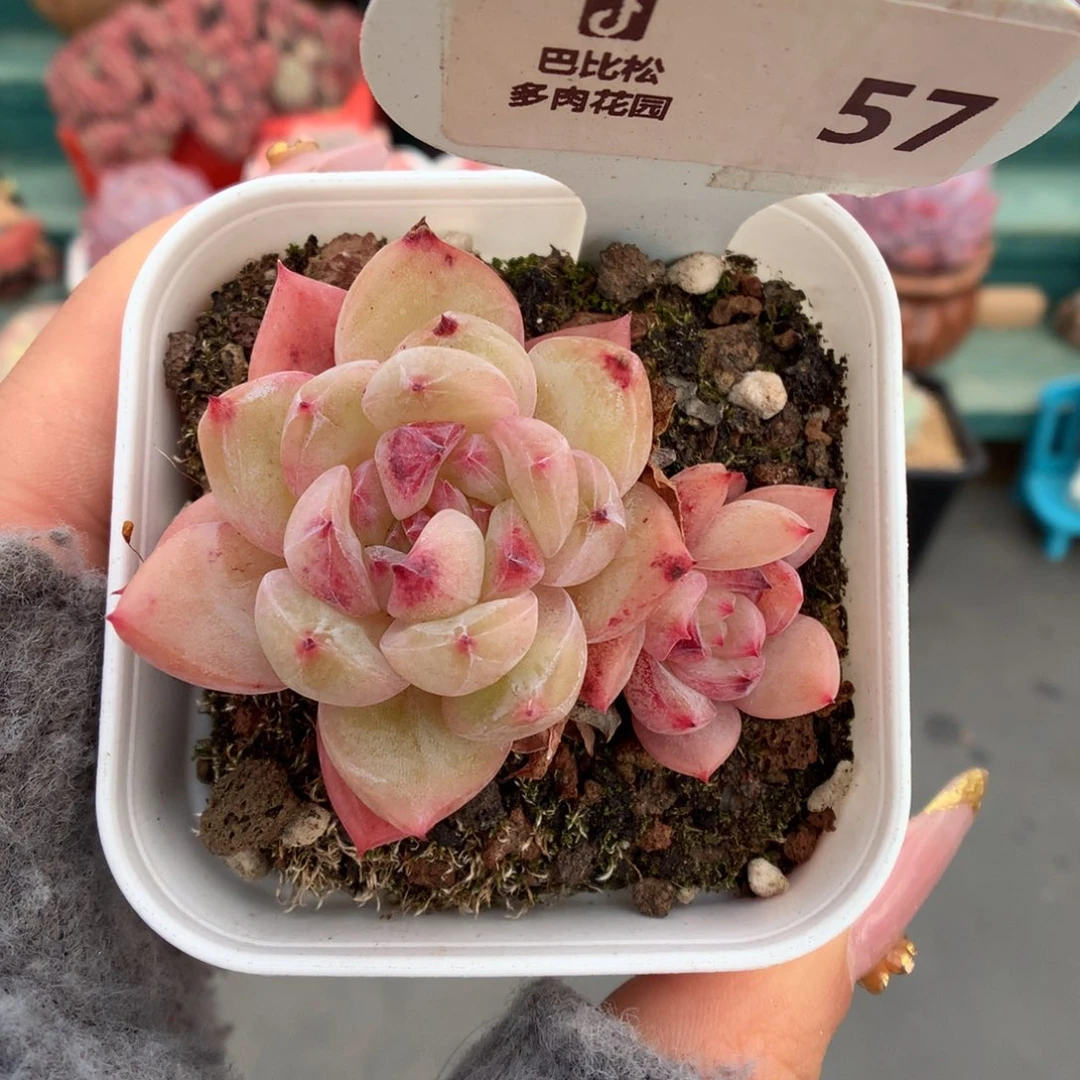 57双头双心钻石珍妮多肉植物