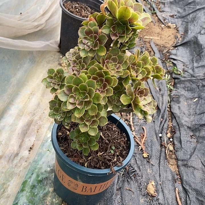 心***语灰法25多肉植物法师法师