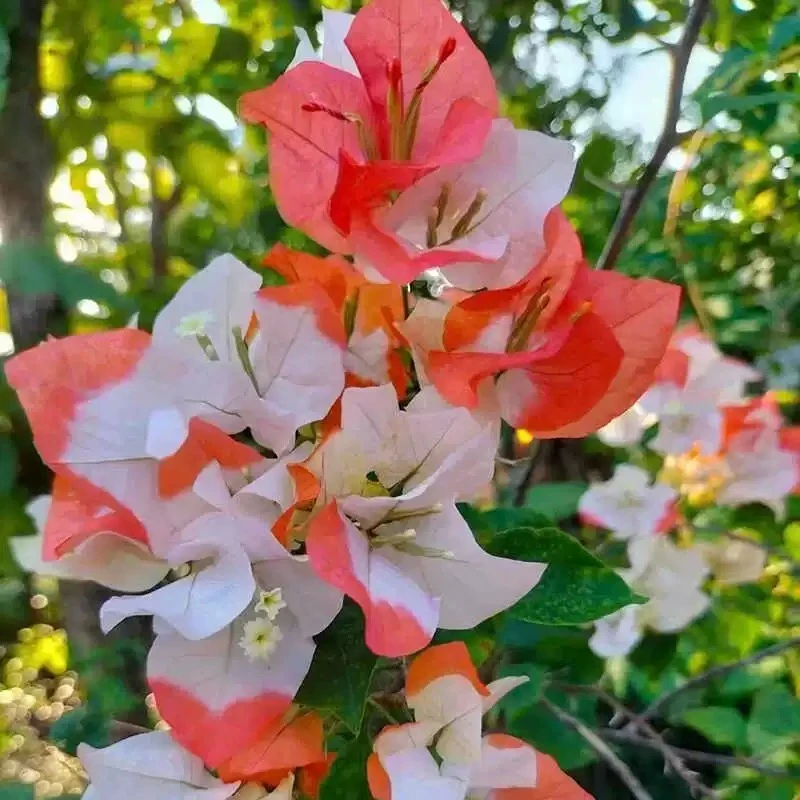 【橙口红】三角梅盆栽四季开花地直发三角梅苗勤花爬藤阳台好养