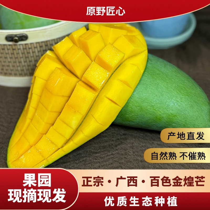 广西百色青皮金煌芒现摘新鲜芒果产地直发
