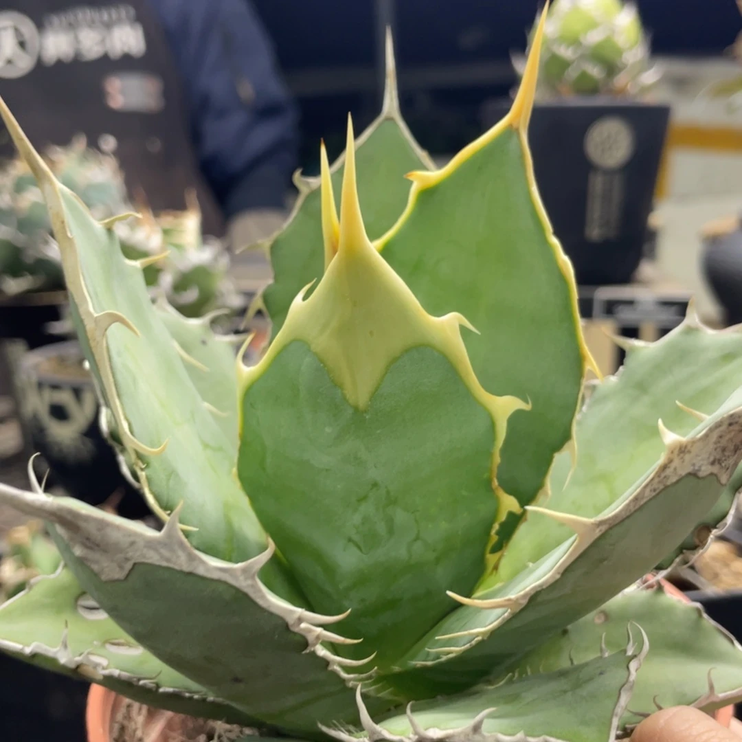 方块甲的130000000000000