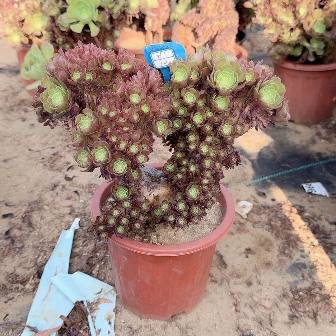 用***1万缀朵朵有伤一颗满28包邮