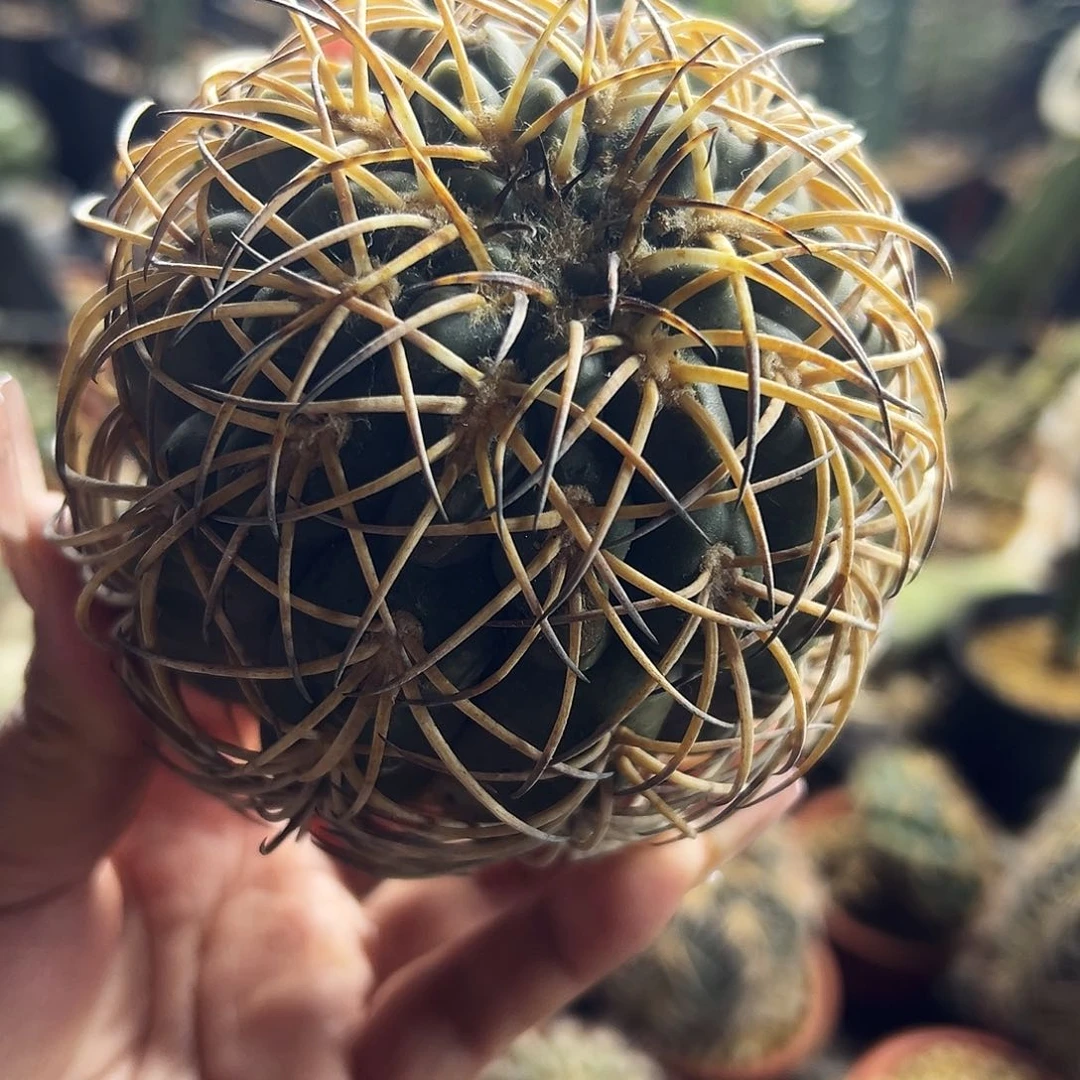 ?天平仙人球11111111