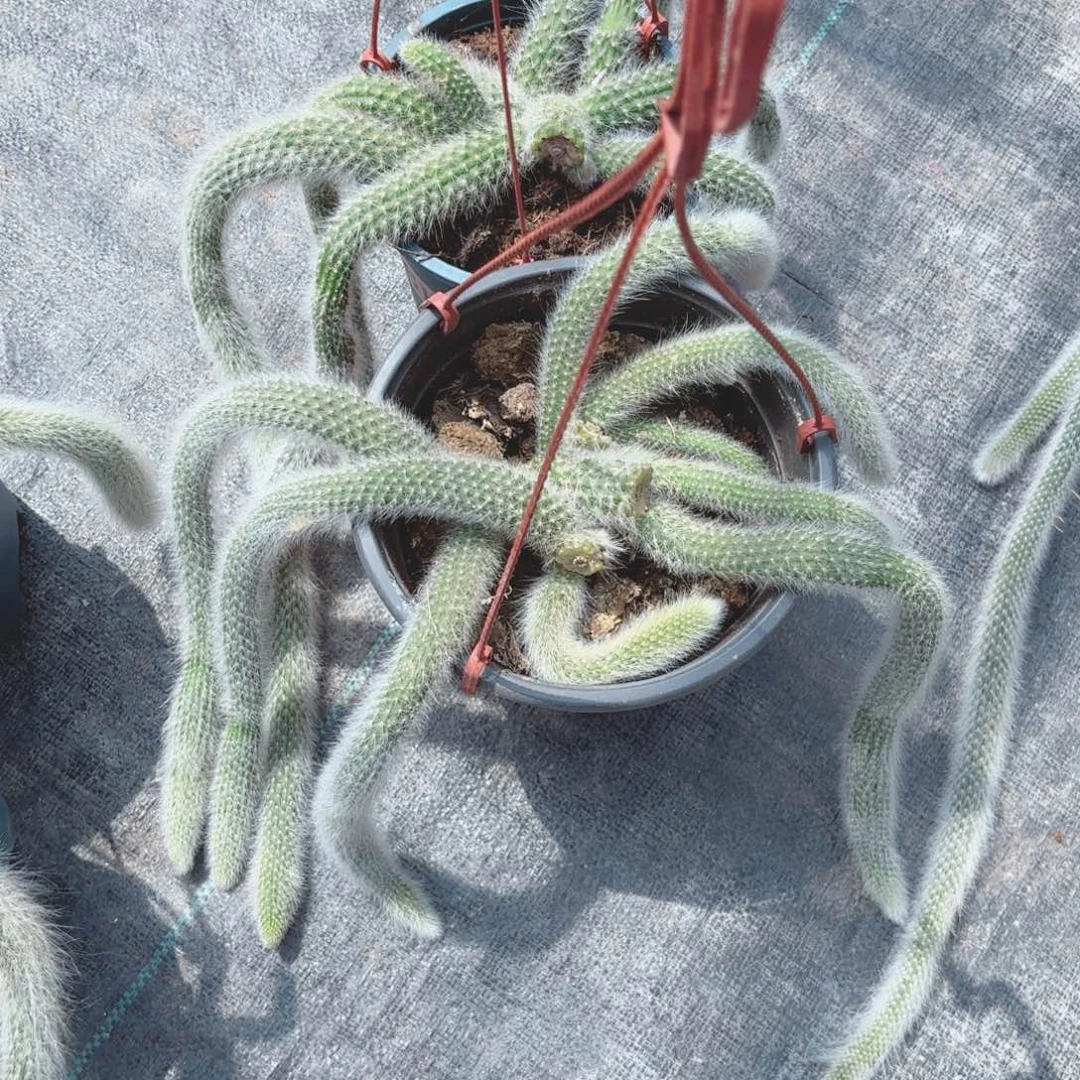 九尾狐两颗包邮包邮包邮包邮