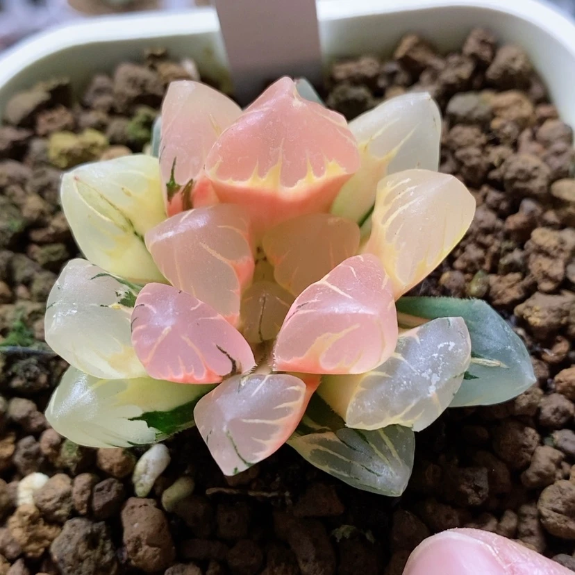 【闪购商品】104黑水晶