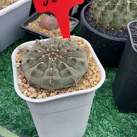 远***念开花仙人掌一本刺02