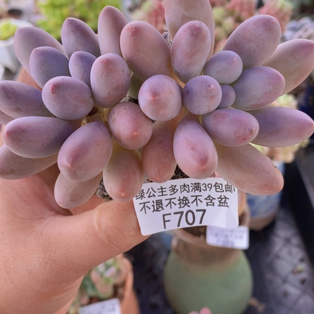 汤圆7cm707多肉植物