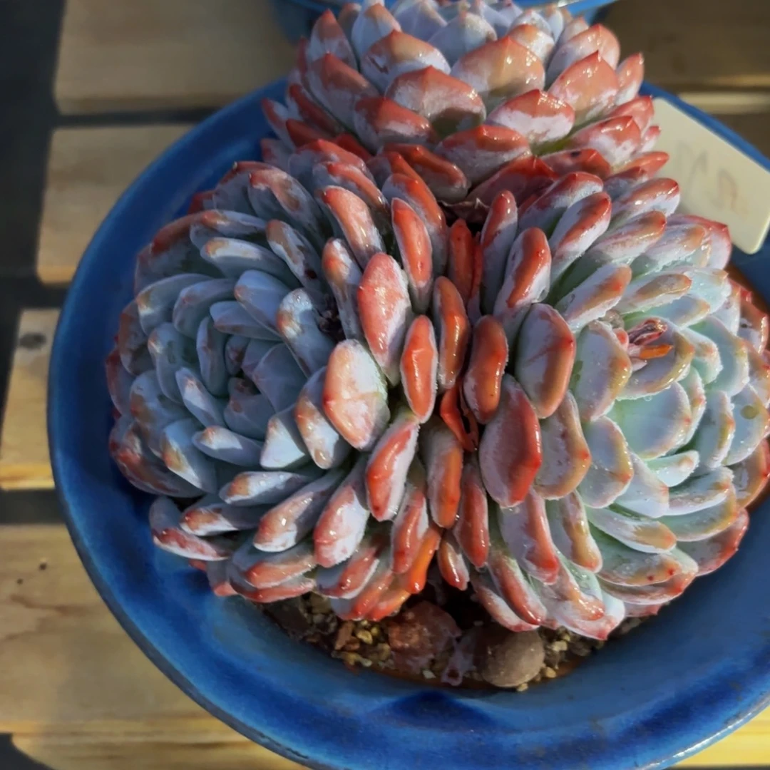 曦***宝哈哈哈哈哈哈哈哈哈哈哈哈哈