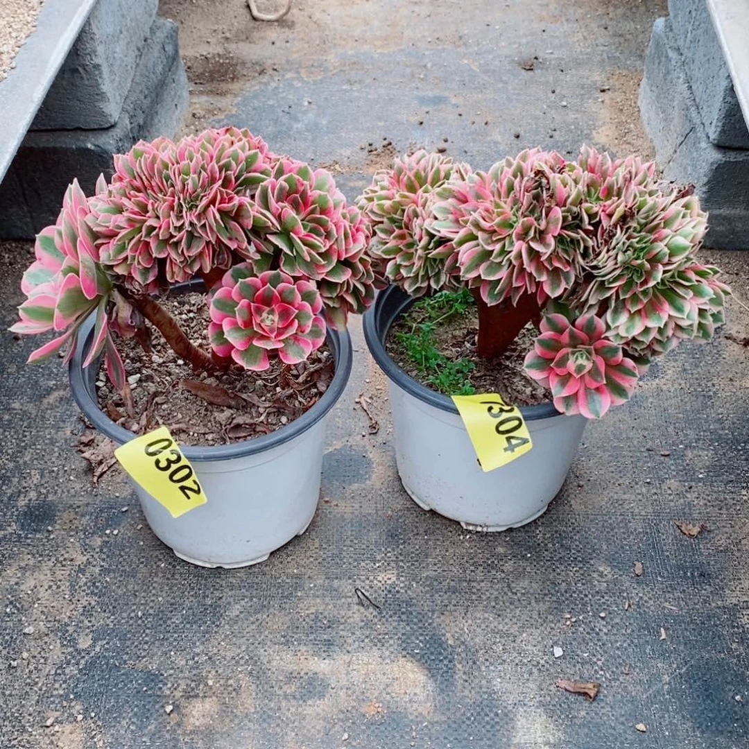 粉女缀多肉法师0302304