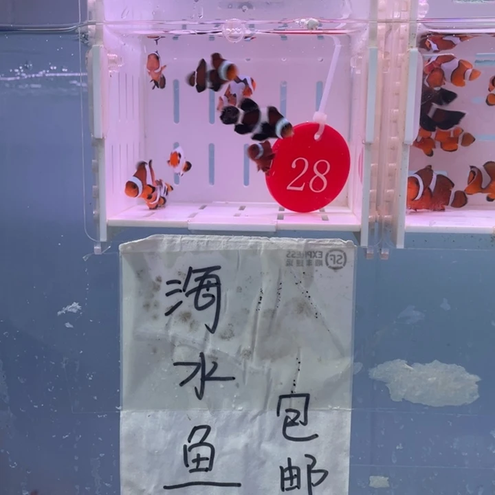 海水鱼精品混搭8条2.5-3