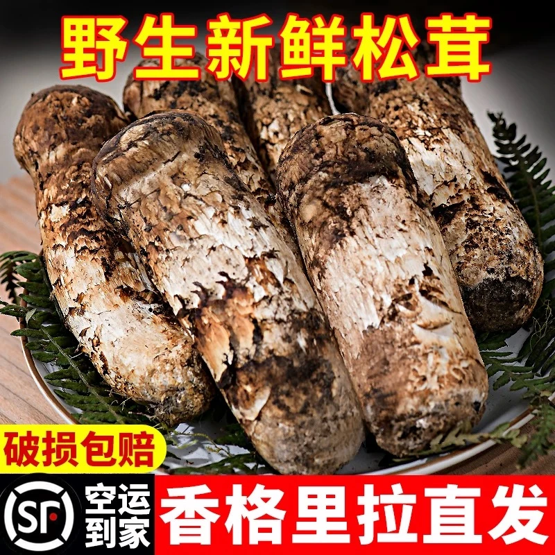 新鲜现挖松茸冷链空运云南高原特级松茸菌