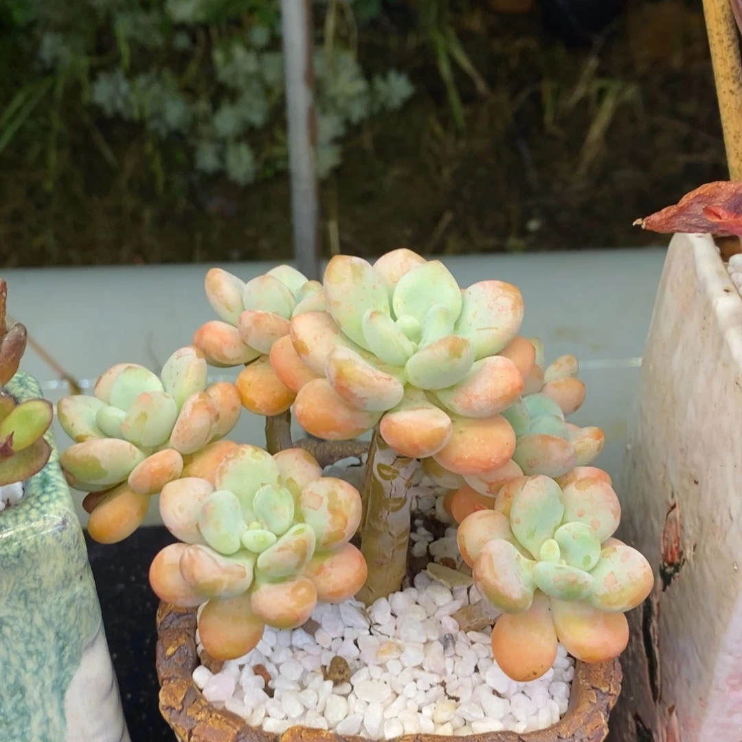 洛神多肉植物盆栽