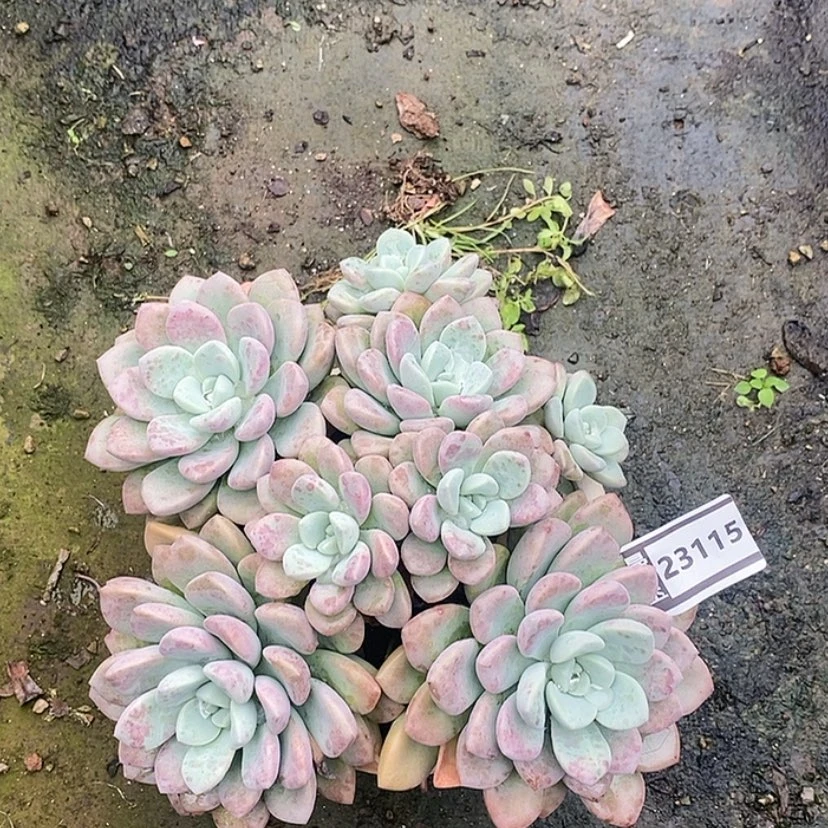 【闪购商品】花斑鹿23115