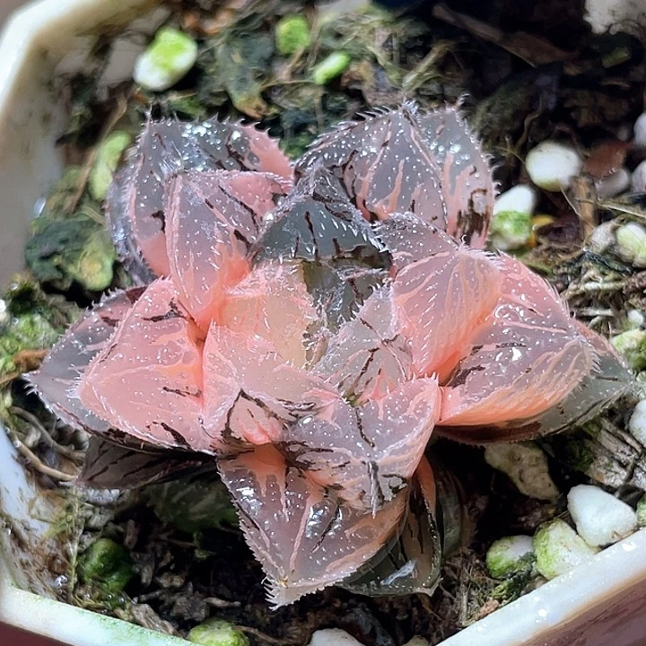 575粉黛锦特选福利