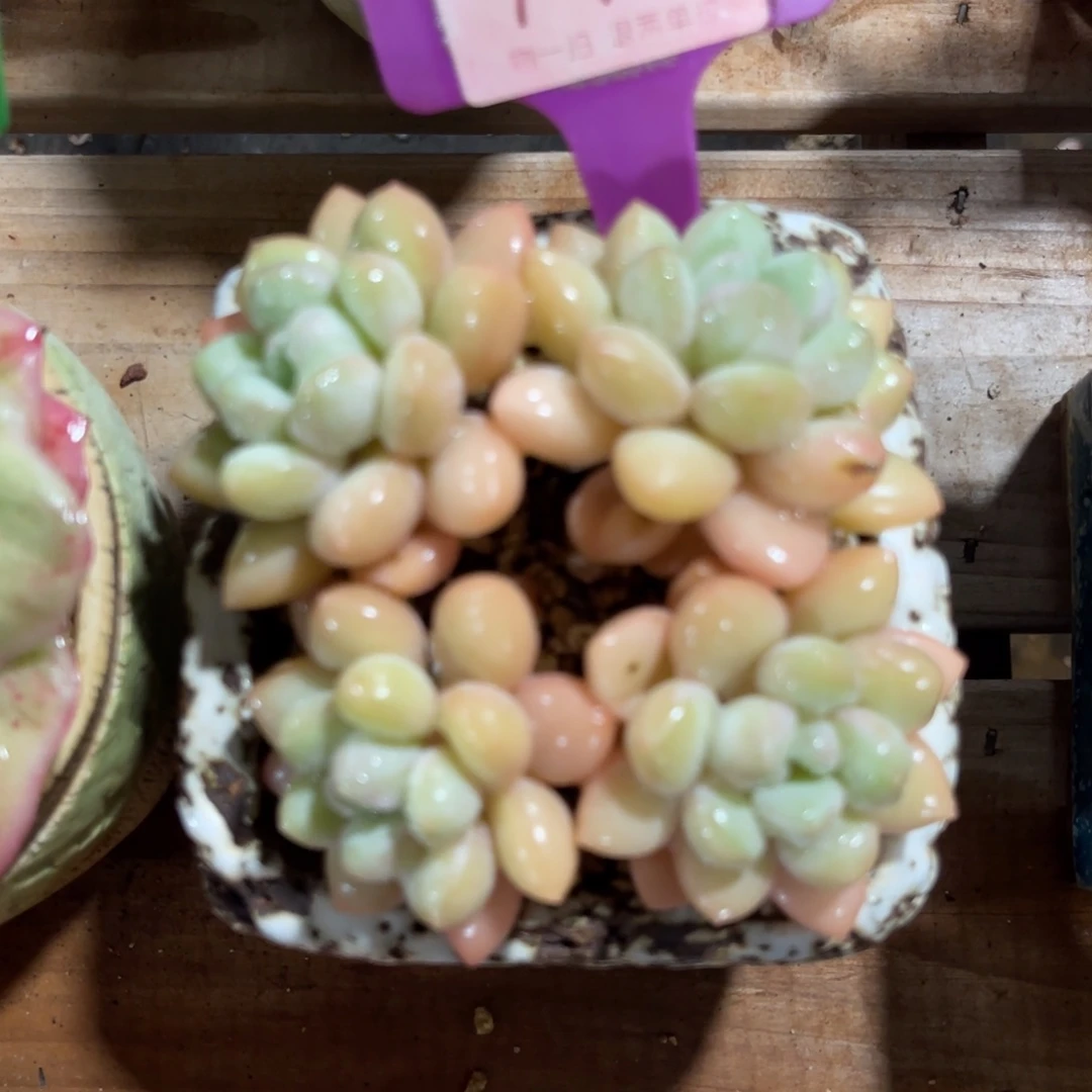 云尘多肉一物一拍713不含盆，