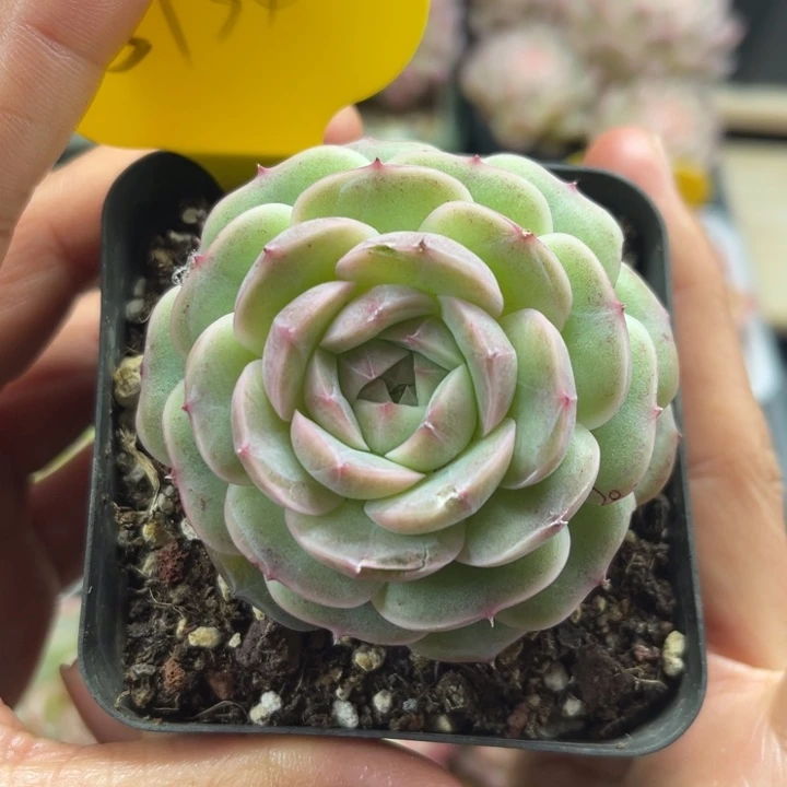 白芷珍妮单头5734