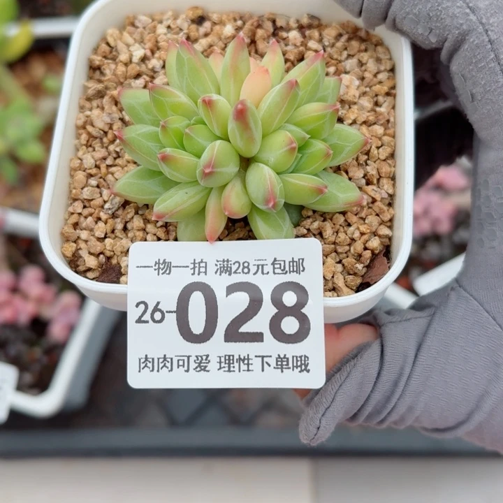 胖体青花瓷无盆土发货多