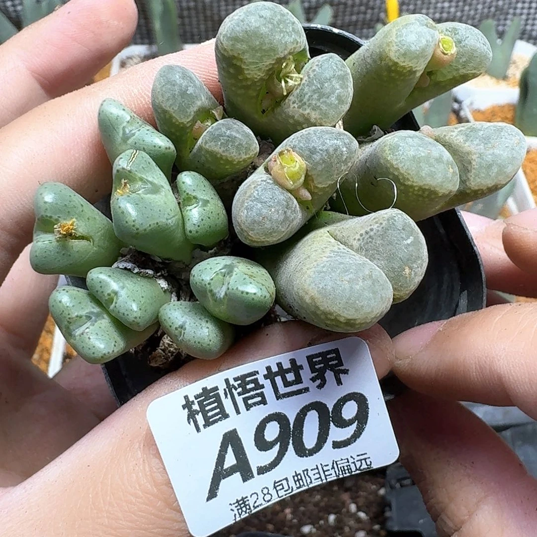 多肉植物的人fgbn