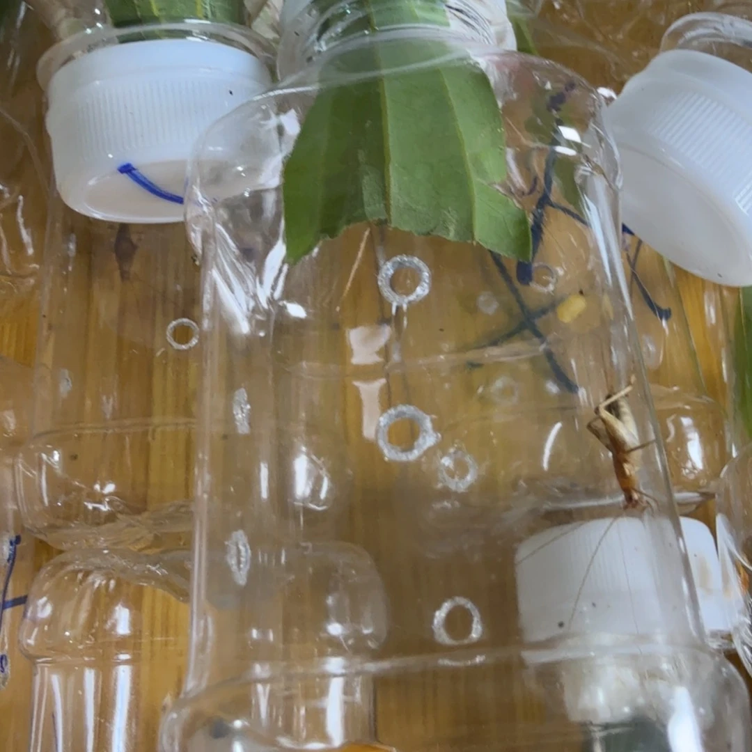 l*e一个金孔雀好看