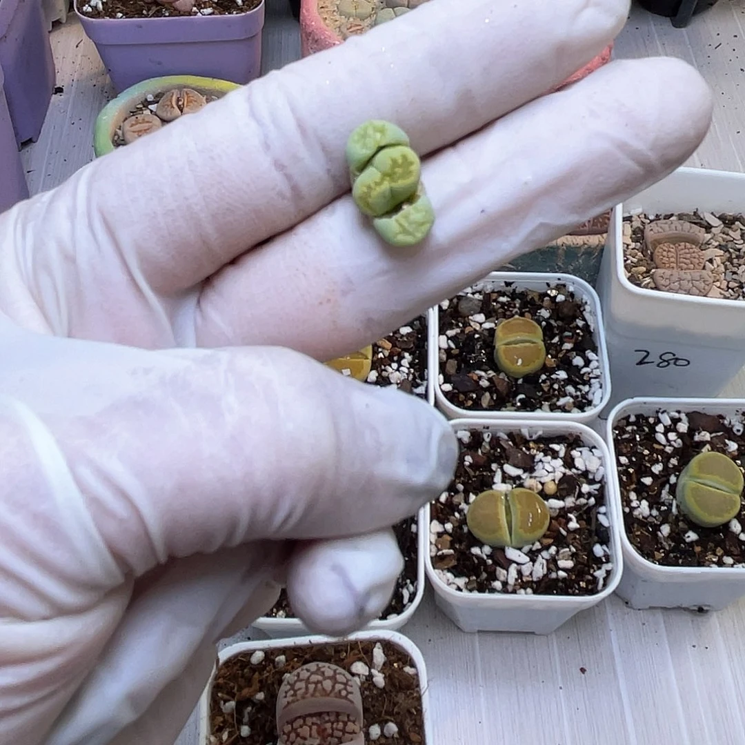 166号 带盆土发货888