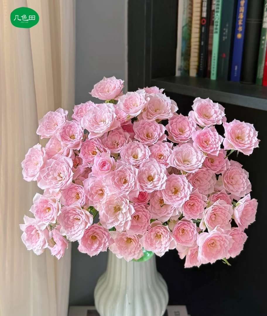 完美甜蜜----稀有玫瑰云南直发鲜花云南花插花鲜花