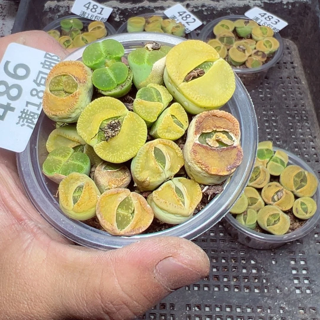 【闪购商品】 486。