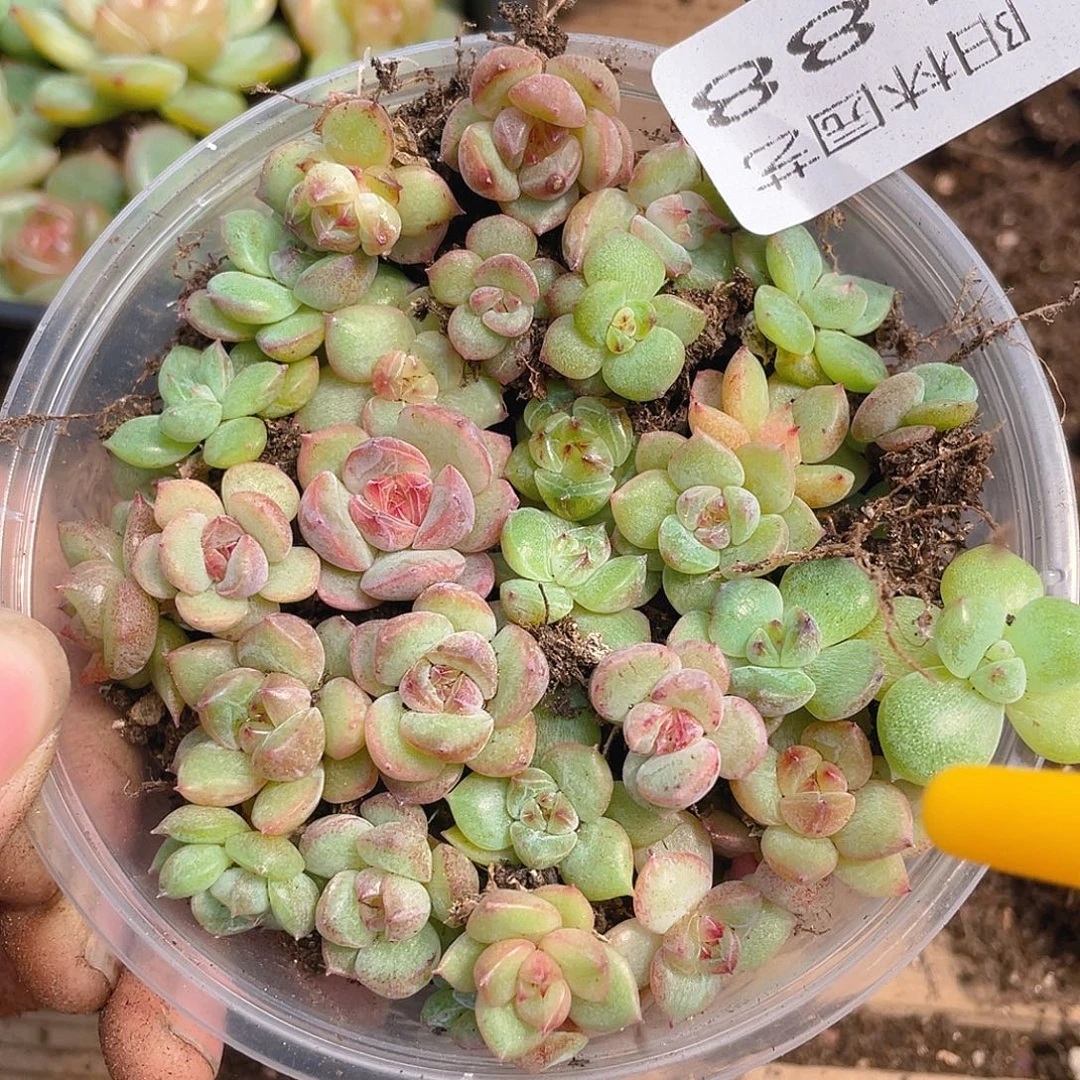 多肉植物多肉植物188