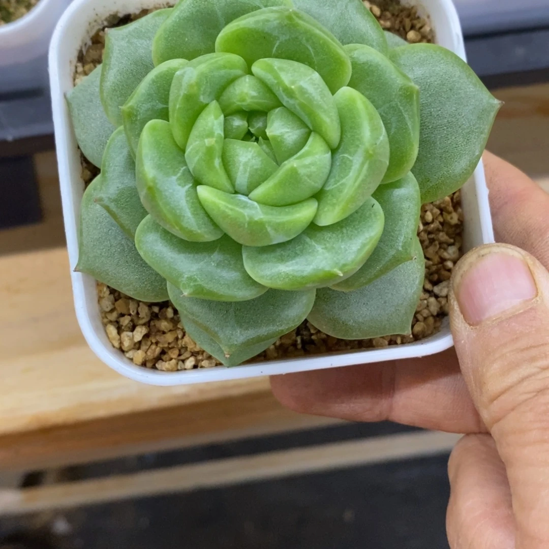 精品多肉一物一拍不包整7