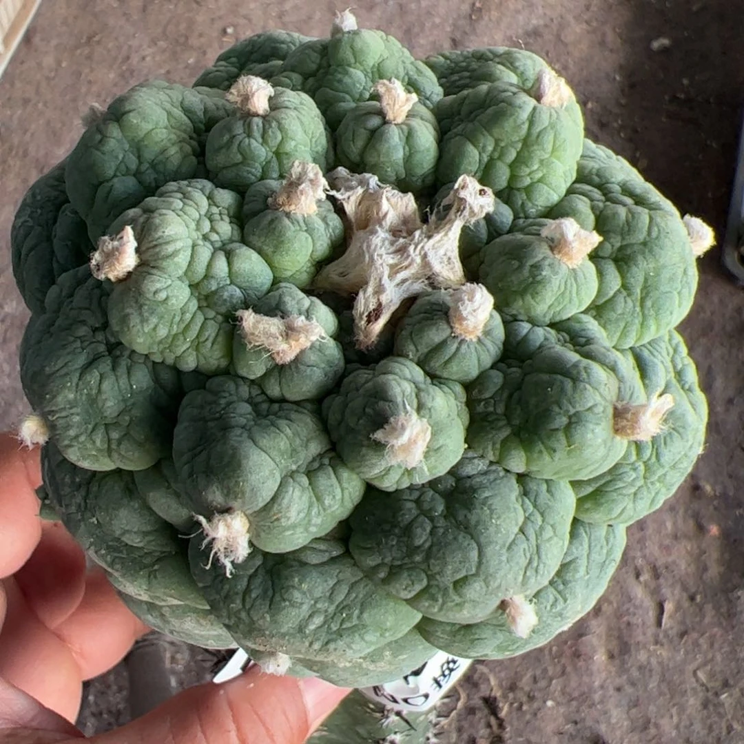 桃**夭皱尤大尤仙仙人球148