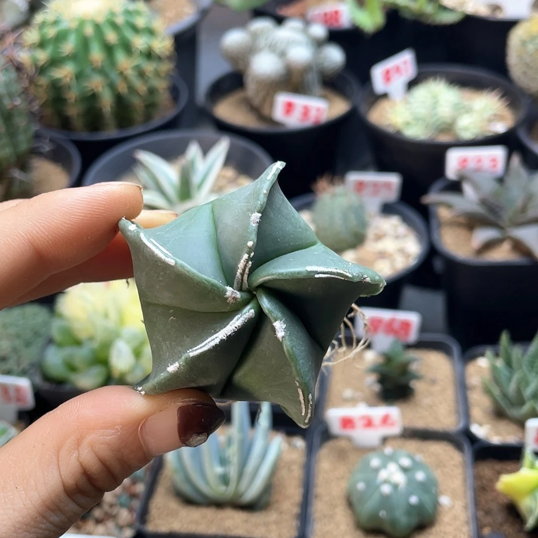 实生五角白边鸾凤玉仙人球