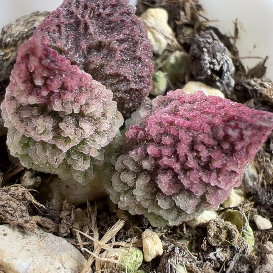 实生新品多肉植物水泡多肉植物