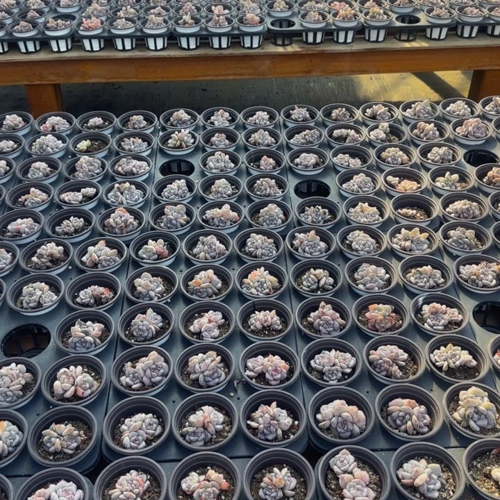 心****?4颗圆脸石榴籽3头老桩